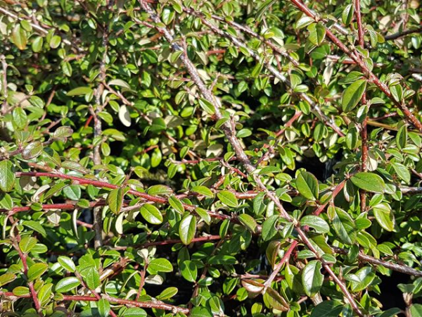 Cotoneaster dammeri "Coral Beauty" - (Kriechmispel "Coral Beauty"),